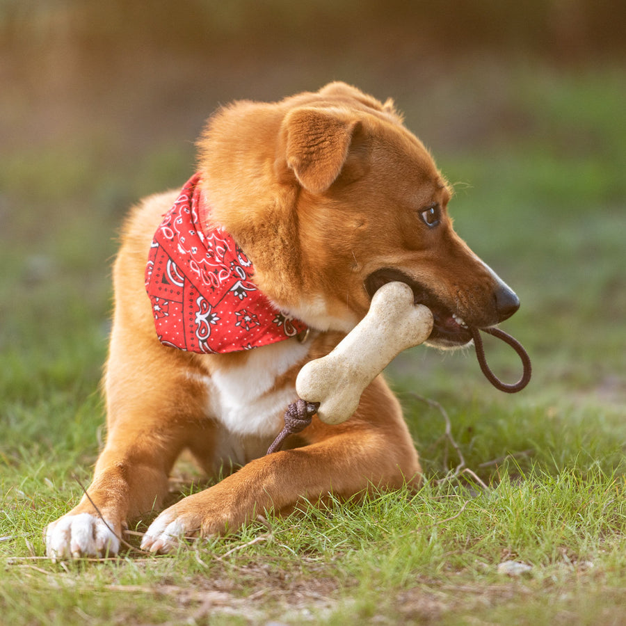 G1502 Teether per Animali