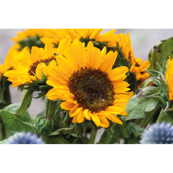 GO2217 Semi di girasole in busta kraft