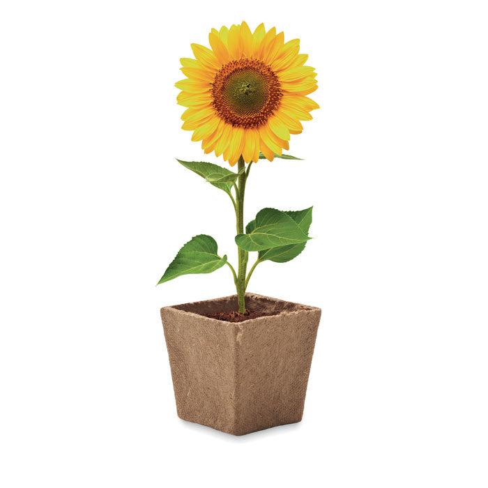 GO2411 Kit per la coltivazione di semi di girasole