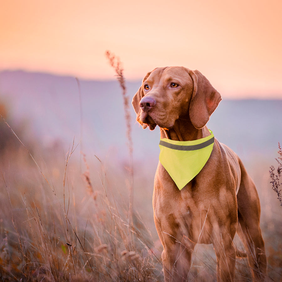 G5826 Collare Bandana Fluo