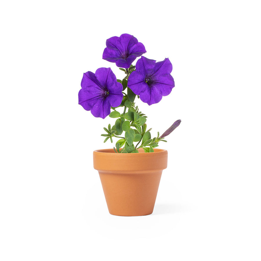 G6791 Vaso Soltax