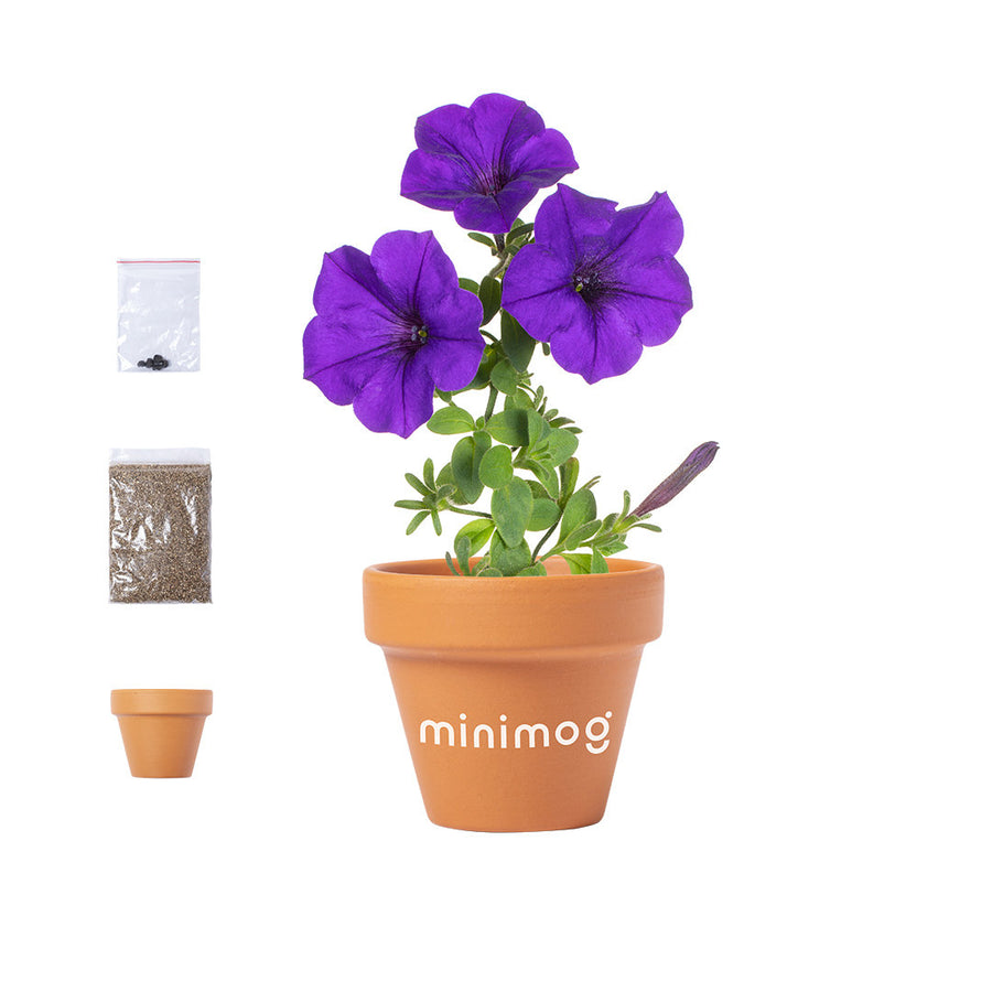 G6791 Vaso Soltax