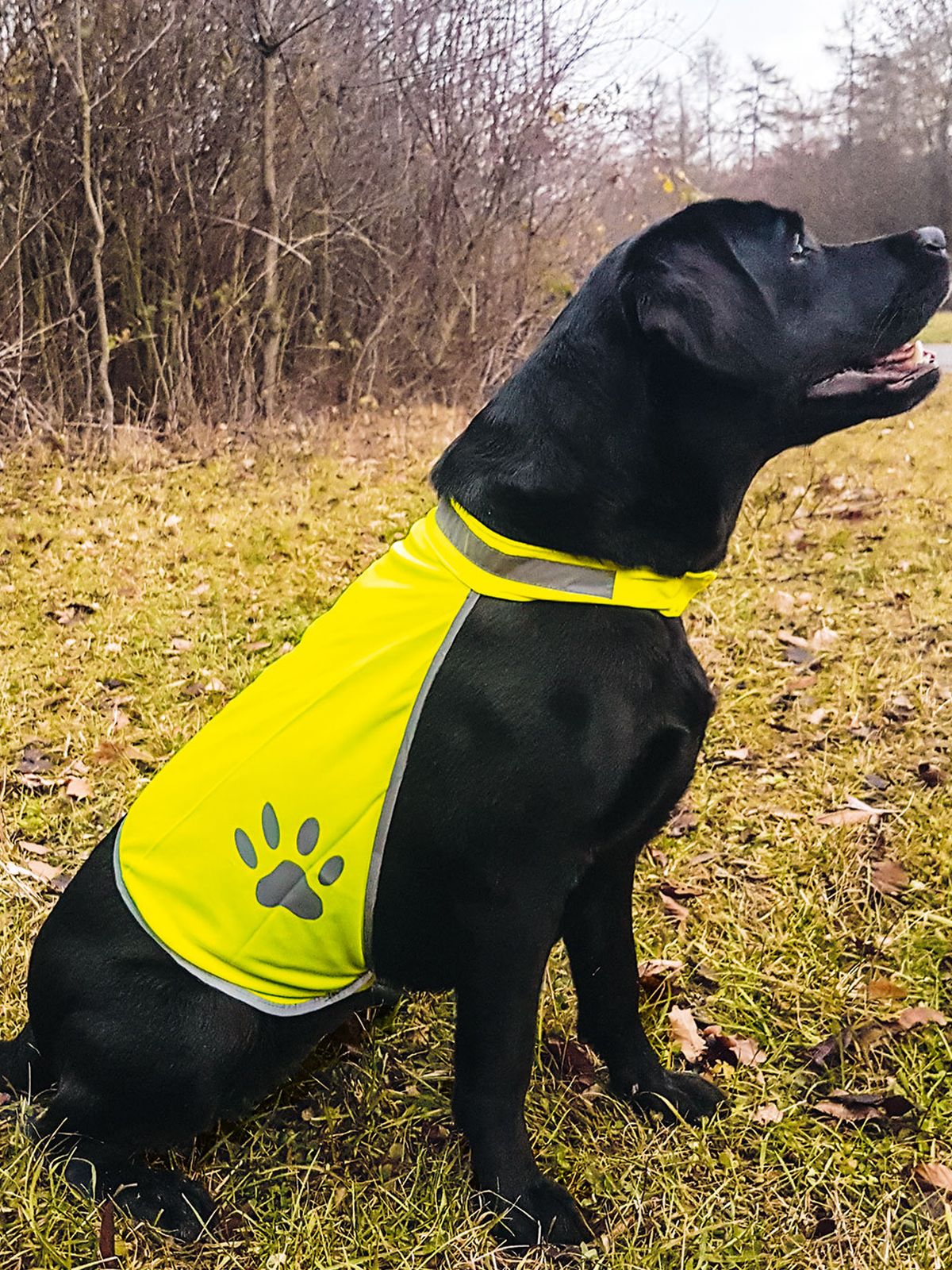 GKTH Korntex Safety Vest for Dogs