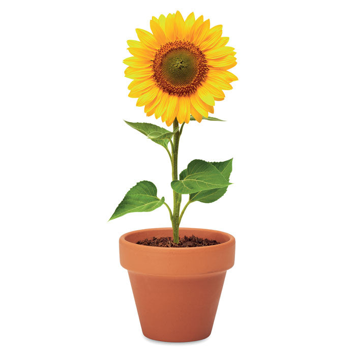 GO6147 Semi di girasole