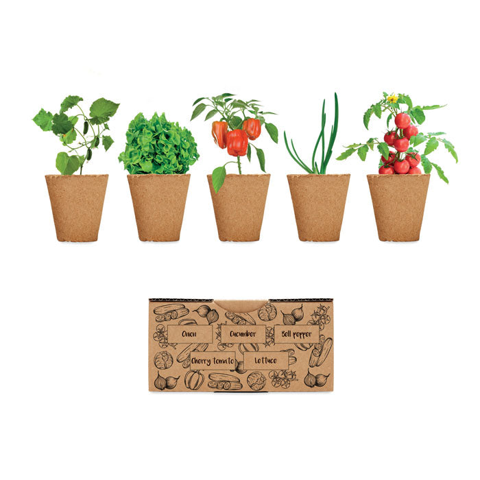 GO6499 Kit per coltivare insalata
