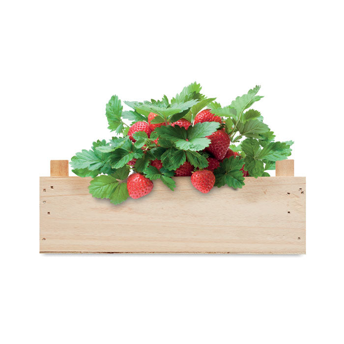 GO6506 Kit per coltivare fragole