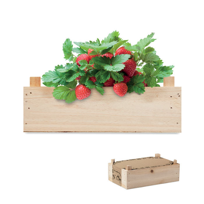 GO6506 Kit per coltivare fragole